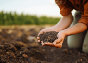 How to Dispose of Soil Properly: A Complete Guide