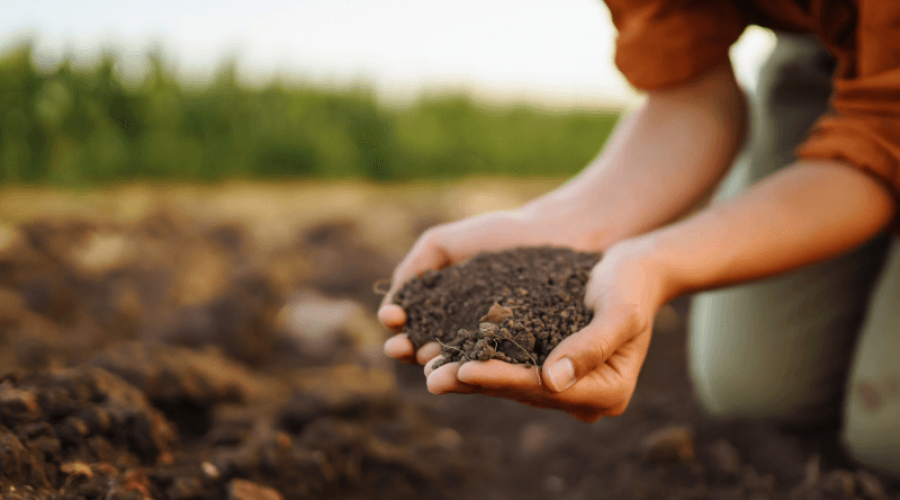 How to Dispose of Soil Properly A Complete Guide